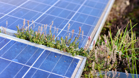 Photovoltaikanlage auf einem begrünten Dach