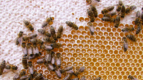 Honigerzeugung Bienen sitzen auf Honigwaben
