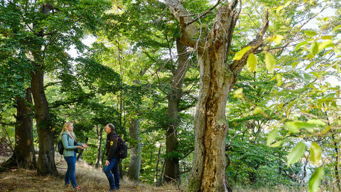 Nationalpark Kellerwald Edersee Zwei Personen stehen im Wald und unterhalten sich