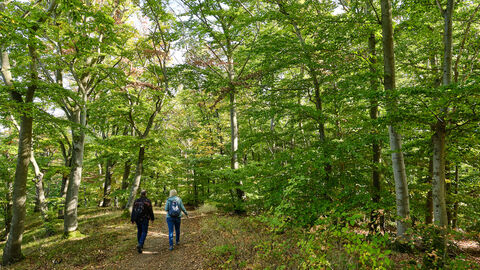Zwei Personen laufen durch den Wald