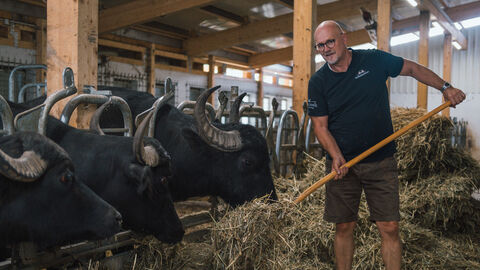 Marienhof Organic Farming Ein Mann gibt seinen Ochsen Heu