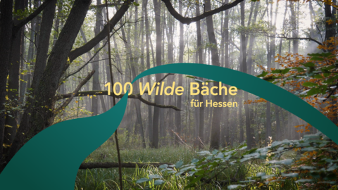 Schriftzug 100 Wilde Bäche für Hessen