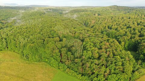 Wildnisgebiet Laubacher Wald