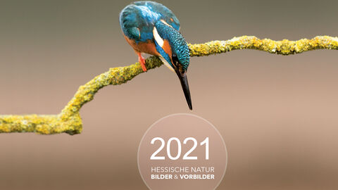 Ein blau, weiß, orange gefiederter Eisvogel sitzt auf einem Ast. Darunter ein Kreis mit dem Kalendertitel.