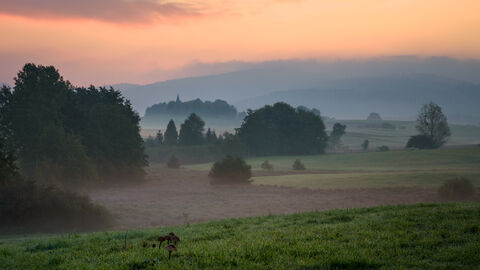 Blick in ein Moor bei Morgengrauen