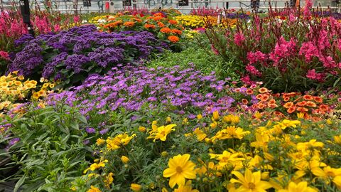 Vorstellung des Pestizidreduktionsplans Verschiedene Blumen in einem Gewächshaus