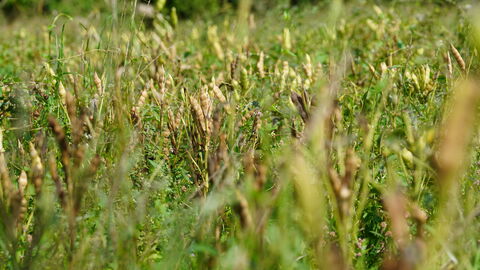 100 nachhaltige Bauernhöfe Lupinenfeld