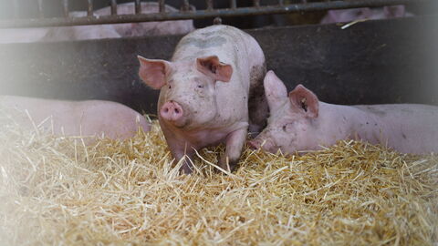 Schweine im Heu im Stall