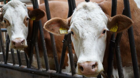 Ein Kuh guckt in die Kamera