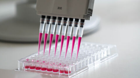 Forschung zur Gentechnik Mehrere Pipetten, die eine pinke Flüssigkeit in eine Gefäß spritzen