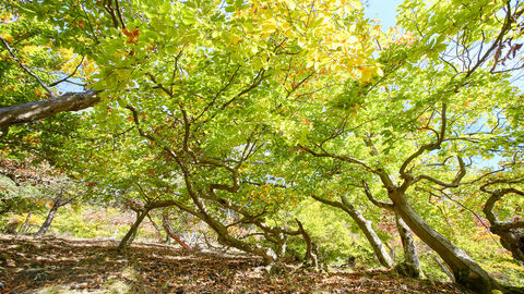 Knorrige Bäume im Wald