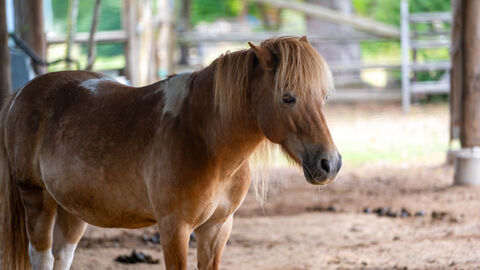 Ein Pony steht in einem Stall