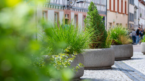 Große Pflanzenkübel mit Begrünung