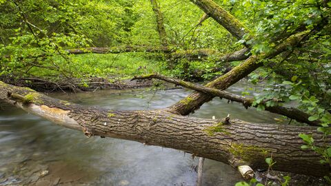 Ein Bach fließt durch den Wald