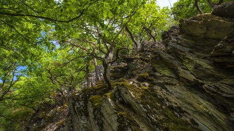 Blick in den Wald auf eine Felswand
