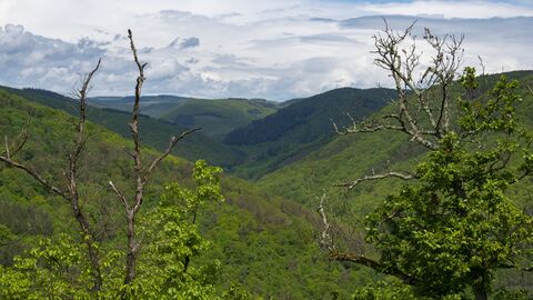 Blick über den Wald