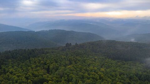 Luftaufnahme über ein Waldgebiet