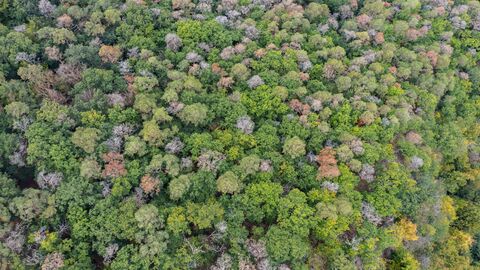 Wald aus der Vogelperspektive aufgenomme