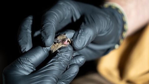 Zwergfledermaus Hände in schwarzen Gummihandschuhen halten eine kleine Fledermaus