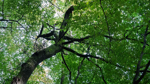 Baum im Laubacherwald Baumkrone im Wald