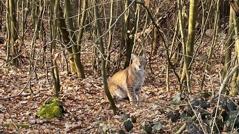 Luchse in Hessen Ein Luchs im Wald