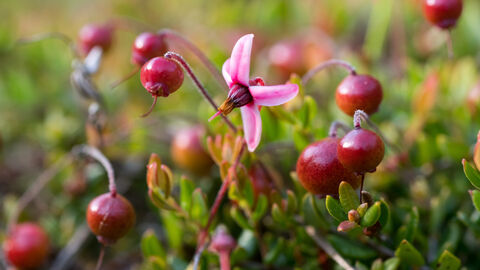 Moosbeere Eine Pflanze mit pinken runden Beeren und pinken Blüten