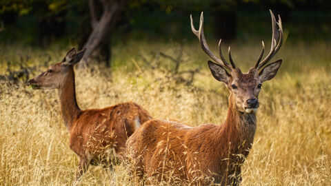 Ein Rothirsch steht im hohen Gras und schaut in die Kamera. Im Hintergrund ist ein zweites Tier zu sehen.