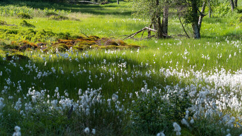 Waldmoor im Odenwald Blick auf eine grüne Wiese mit weißen Blüten