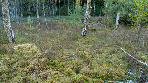 Waldmoor Blick in einen Wald. Der Boden ist feucht.