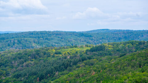 Blick über die Baumkronen eines Waldes