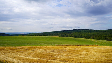 Blick auf Feld und Wiese. Im Hintergrund Wald.
