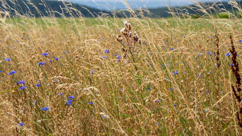 Feld mit Wildblumen