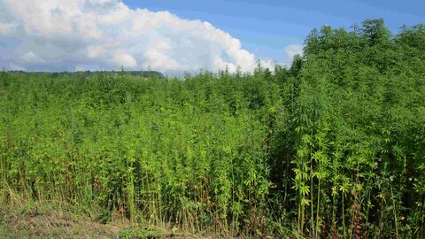 Nutzhanfsorten auf dem Acker Hanf auf Acker