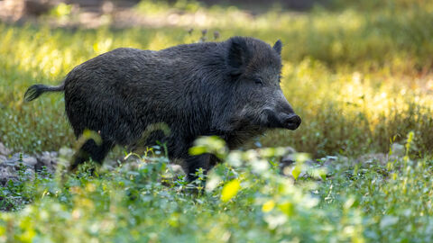 Ein Wildschwein spaziert an einem sonnigen Sommertag durch einen Wald in Hessen.