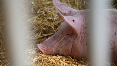 Hausschwein in einem hessischen Stall.