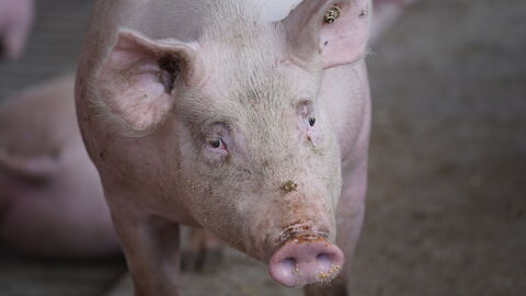 Ein Hausschwein in einem Betrieb (Symbolbild).