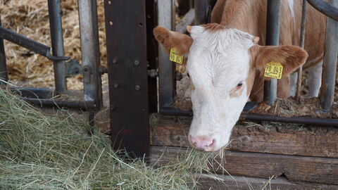 Die Blauzungenkrankheit befällt Wiederkäuer (Symbolbild).