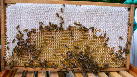 Honigwabe - Bruno Binder-Köllhofer Bieneninstitut Kirchhain