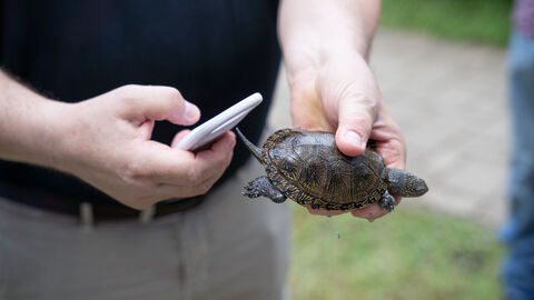 Eine Schildkröte wird in der Hand gehalten, mit der anderen Hand wird eine Lesegerät in die Nähe gehalten.