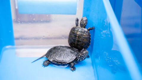 Zwei kleine Schildkröten in einer blauen Plastikbox