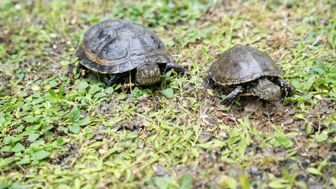 Zwei Schildkröten auf einer Wiese
