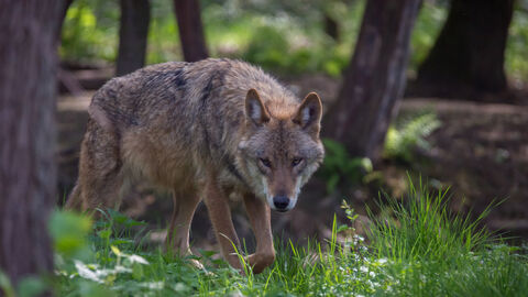 Wolf im Wald