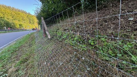Mit dem Bau von Zäunen sollen weitere Gebiete vor einem Ausbruchsgeschehen geschützt werden.