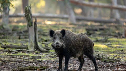 Wildschwein im Wald