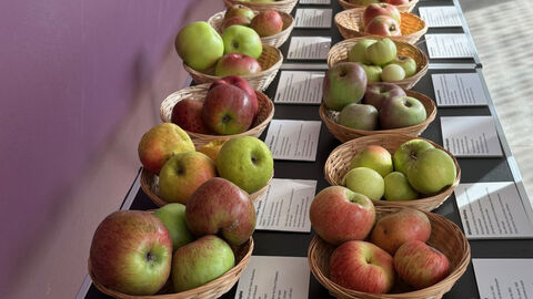 147 Apfelsorten sind auf den Streuobstwiesen des Wiesbadener Streuobstkreises zuhause.