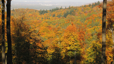 Blick auf herbstlichen Wald