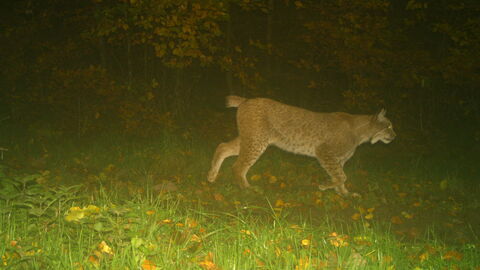 Ein Luchs, der im Rahmen des Fotofallenmonitorings in Hessen gesichtet wurde. Ein Luchs, der im Rahmen des Fotofallenmonitorings in Hessen gesichtet wurde.