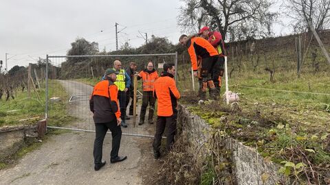 Ein Zaun wird im Rheingau errichtet, um eine Ausbreitung in Richtung der Weinberge und des Hinterlandswalds zu verhindern. Ein Zaun wird im Rheingau errichtet, um eine Ausbreitung in Richtung der Weinberge und des Hinterlandswalds zu verhindern.