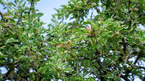 Äpfel hängen an einem Baum auf einer Streuobstwiese.