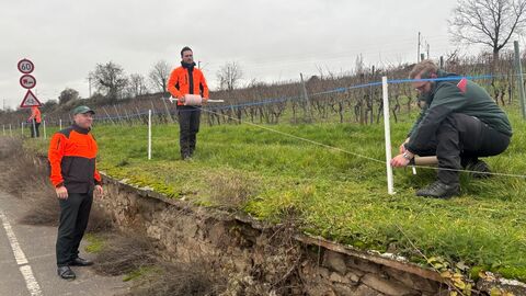 Ein mobiler Elektrozaun wird im Rheingau entlang einer Straße errichtet. Landwirtschaftsminister Ingmar Jung (l.) macht sich vor Ort ein Bild von den Arbeiten.